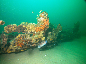 The Paul Palmer's frames protrude out of the sandy seafloor of Stellwagen Bank.