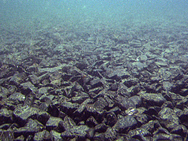 All that is left of some Stellwagen Bank Sanctuary shipwrecks is a pile of coal on the seafloor.