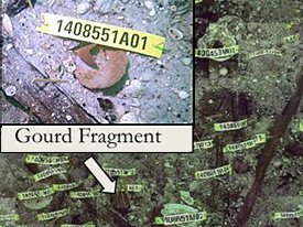 Figure 2. Gourd Fragment.