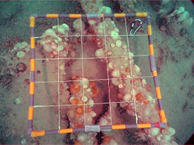 There is no large structure emerging from the sand. Some parts of the structure are visible, although they have been covered with biofouling and plants.