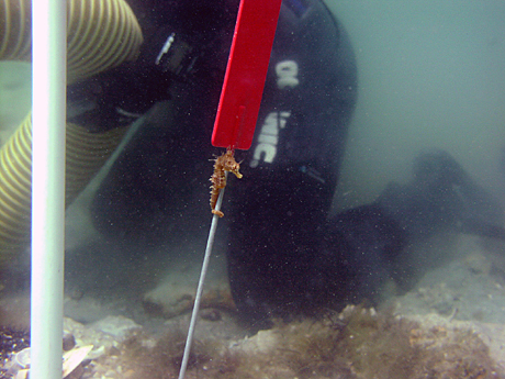 A Seahorse attached to a test unit marker.