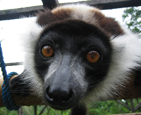 Black and White Lemur.