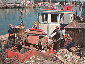 Unloading a days catch in Gloucester, MA.