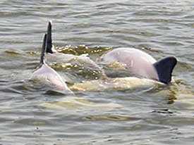 Three adult dolphins and a baby.