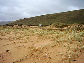 Tunkallilla Beach off road driving (Note Uni van for scale. Yes, we came
down that cliff!).