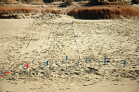 Magnetometer survey tracks laid out in the sand.