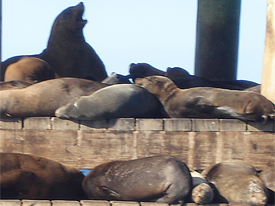 Seals at Chinamans Hat.