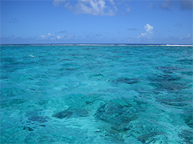 Coral heads throughout Tanapag Lagoon.