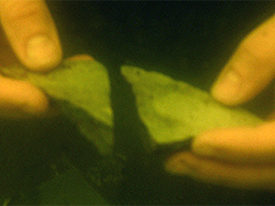 Underwater photo of student hand collecting two pieces of Olive Jar that still fit together! 